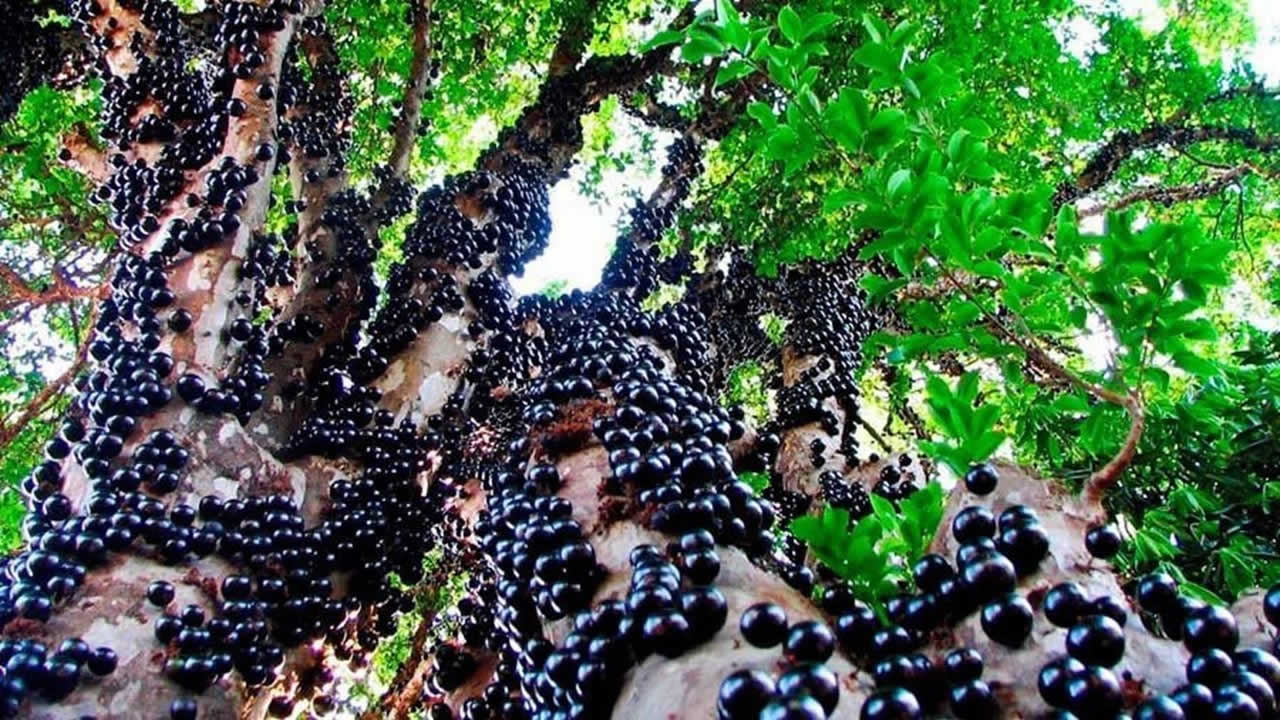 Casa Banca (SP) é a Capital da Jabuticaba.  Conheça