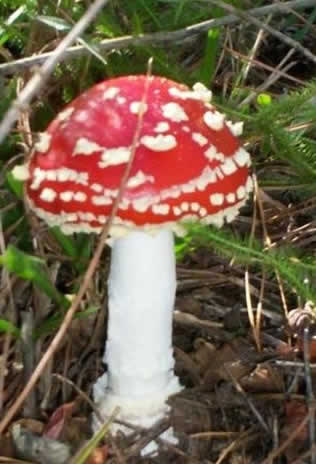 Muito o que ver na Fazenda Renópolis
