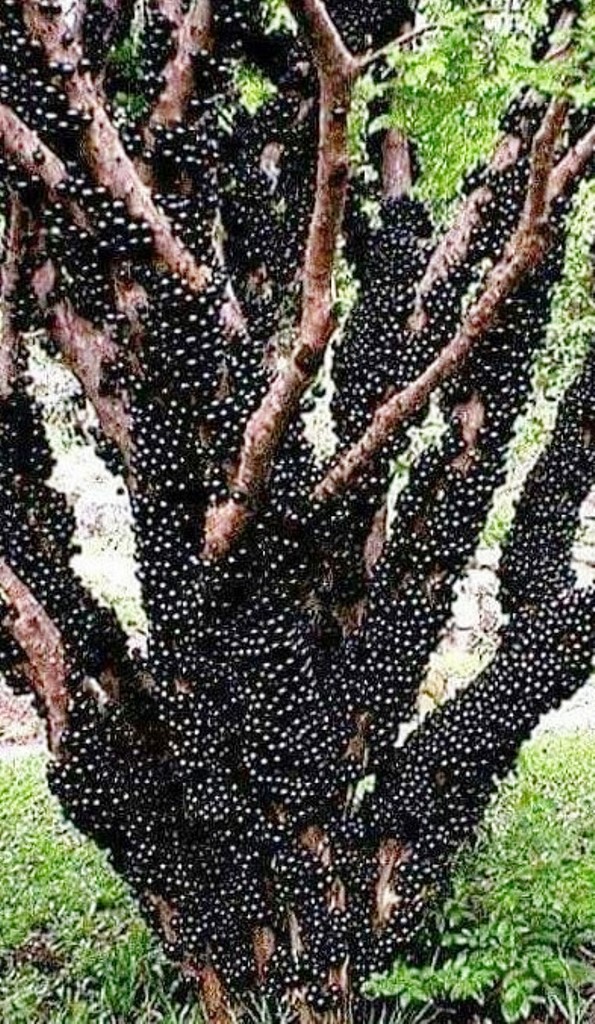 22 Mil pés de jabuticaba em Casa Branca (SP).