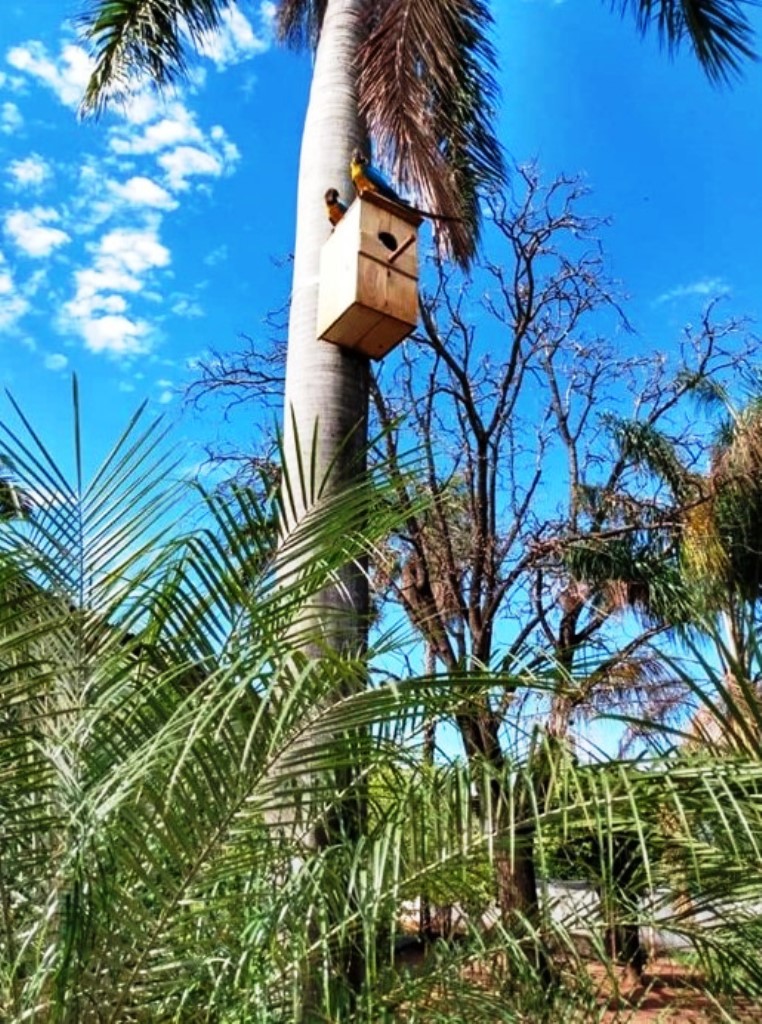 Até as aves são bem cuidadas em Três Fronteiras (SP).