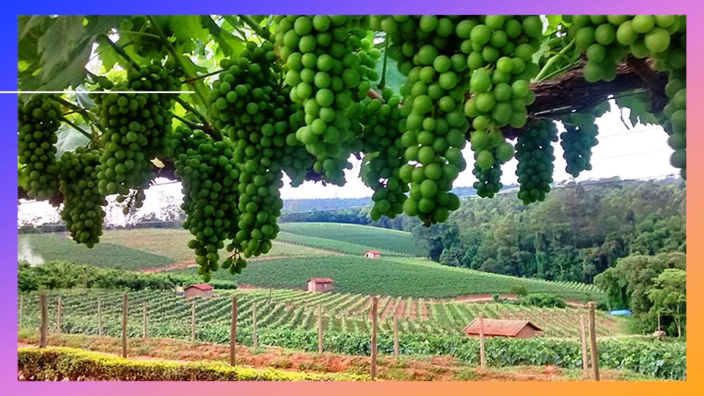 Aproveite o Circuito das Frutas.