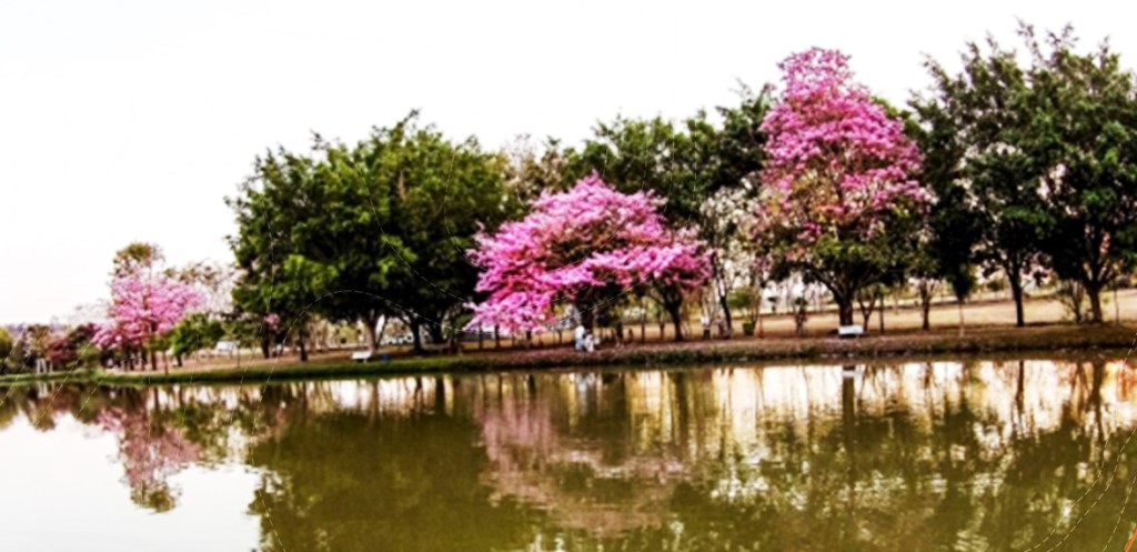 Bosque de Ibirá. Foto Prefeitura. 