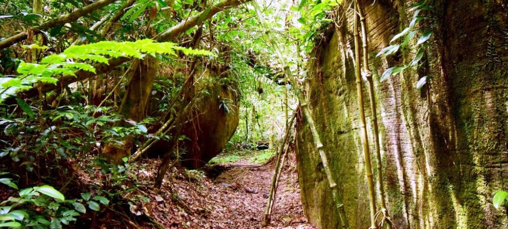Trilha do Jequitibá, Núcleo Caraguatatuba. 