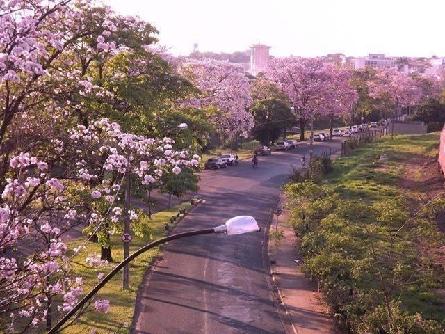 Florada dos Ipês, em Catanduva (SP).  Foto Márcio Costa. 
