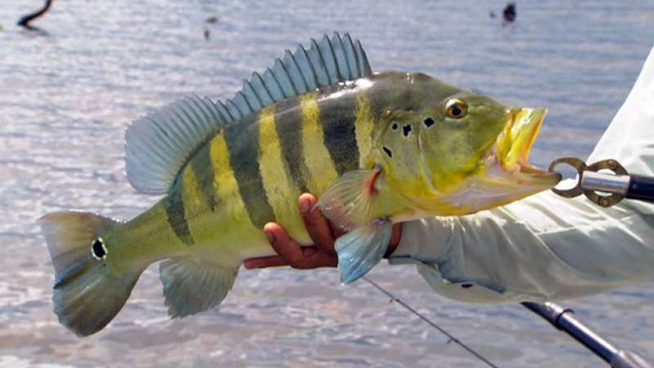 Pesca esportiva em Mira Estrela (SP).