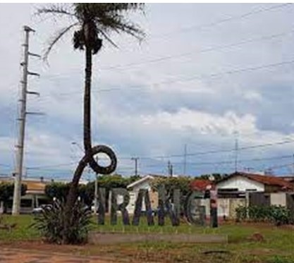 Pirangi e o seu inusitado coqueiro. 