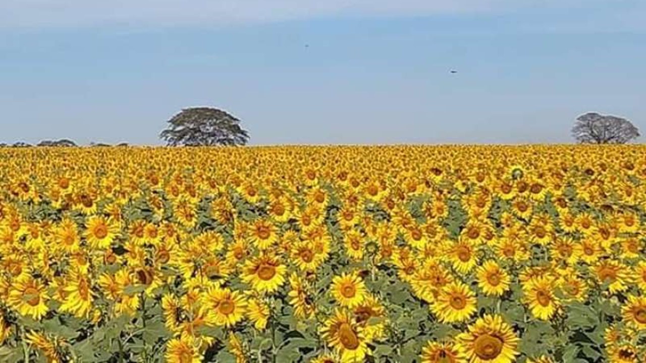 Plantação de Girassóis em Zacarias (SP). 
