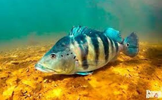 Tucunaré Azul. Foto Blog Pesca Gerais.