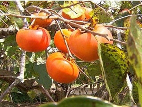 1.000 pés de Kaki Fuyu em Piedade (SP). Foto TV Tem.  