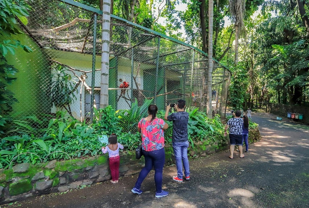 Bosque de Ribeirão Preto (SP). Foto Guilherme Sircili. 