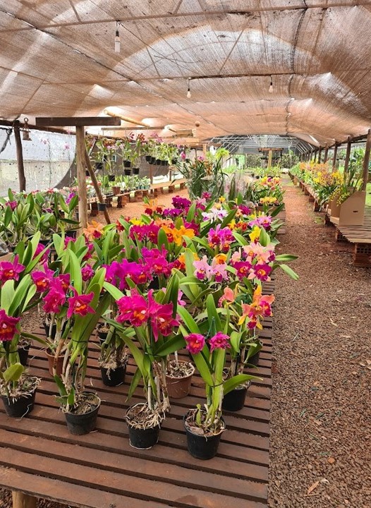 Orquidário de Arealva, vale visitar, 