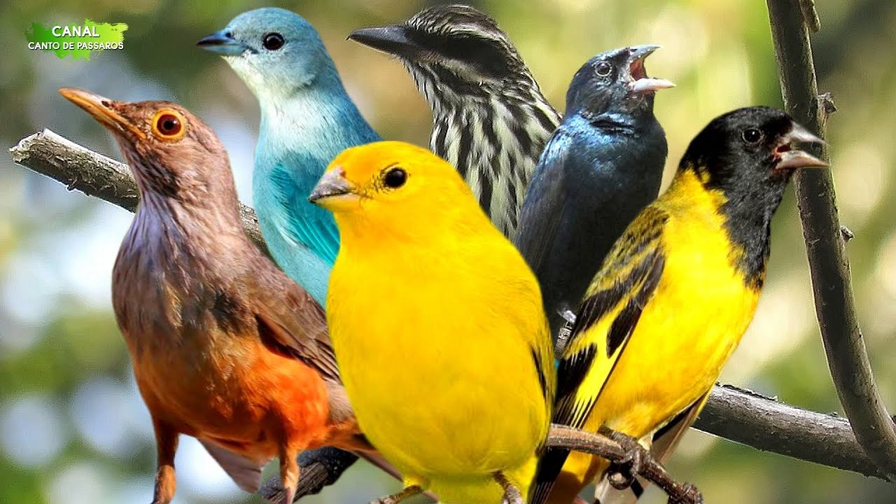 Passarinhada em festa no AVISTAR BRASIL.