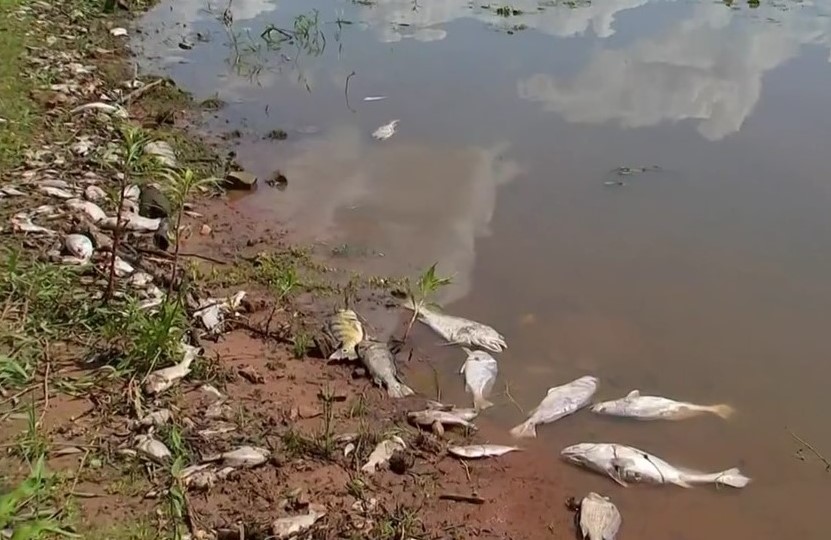 A Prefeitura de Sabino retirou uma tonelada de peixes mortos no Rio Tietê. 