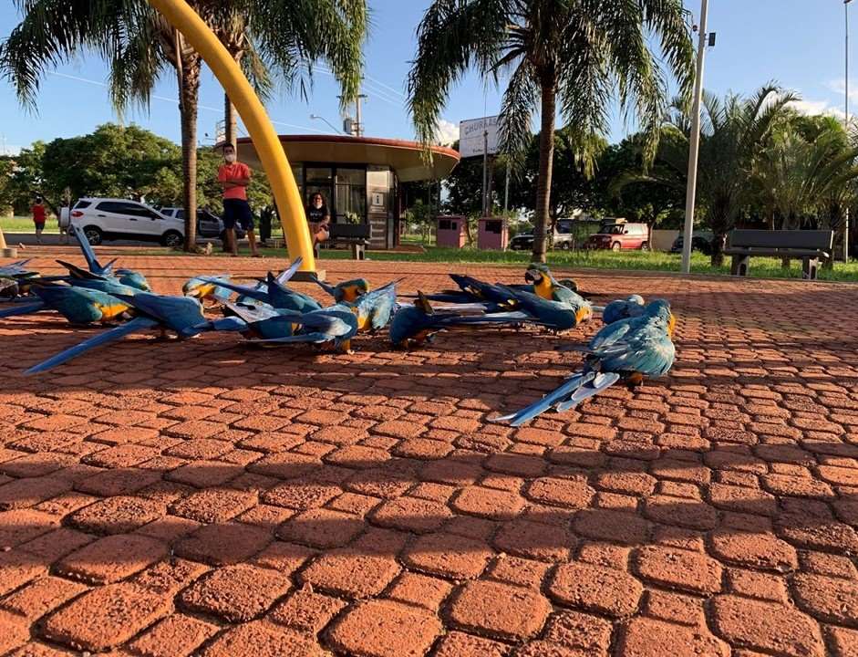Não faltam araras em Ilha solteira (SP).