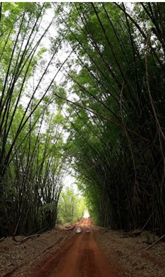 Parque Estadual do Aguapeí.